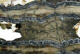 Mammoth Molar Slice With Case - South Carolina #349982-2